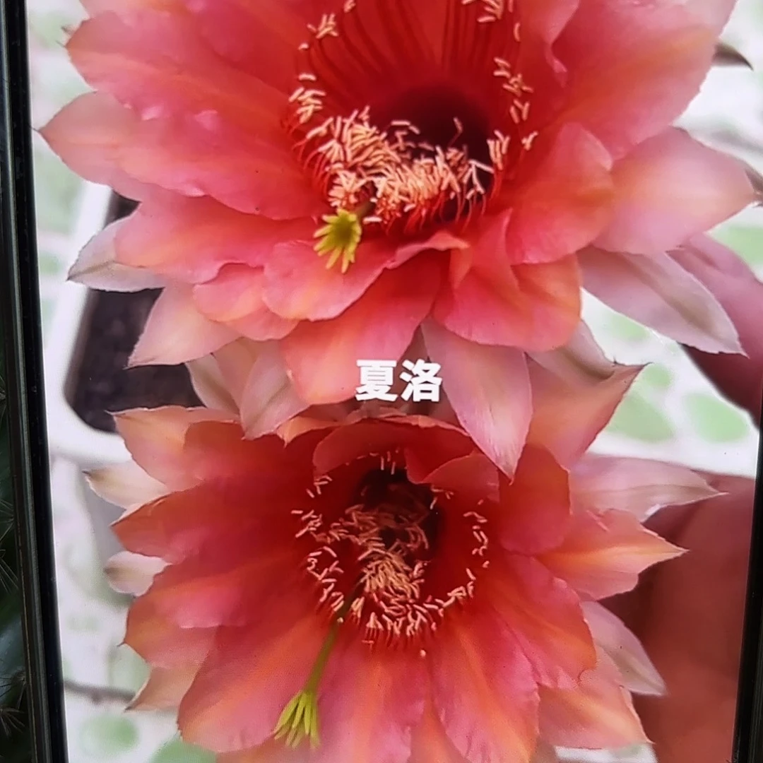 夏洛彩侧牙20包邮22