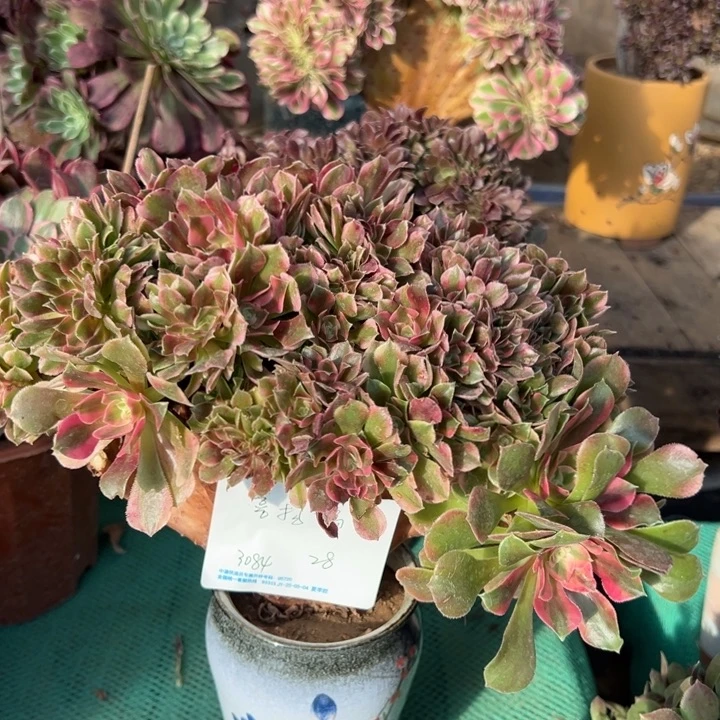 喜****多肉植物香妃缀有伤不退不换