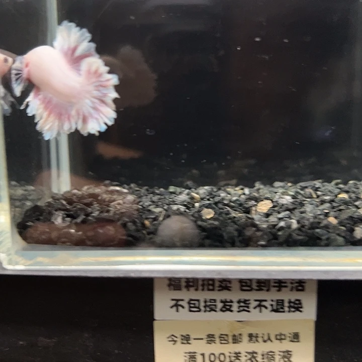 斗鱼一单包邮13日13