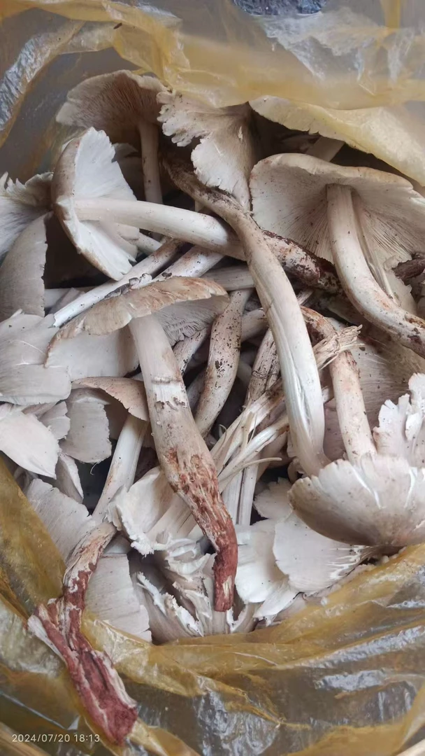 云南新鲜野生鸡枞菌煲汤炒菜食材鲜嫩爽口