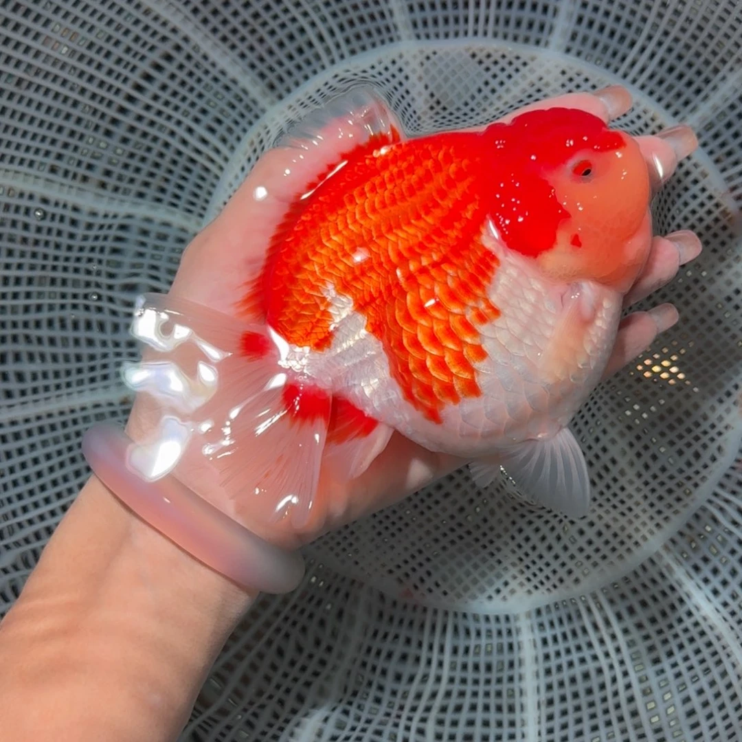 龙睛金鱼亚成短尾将军狮子