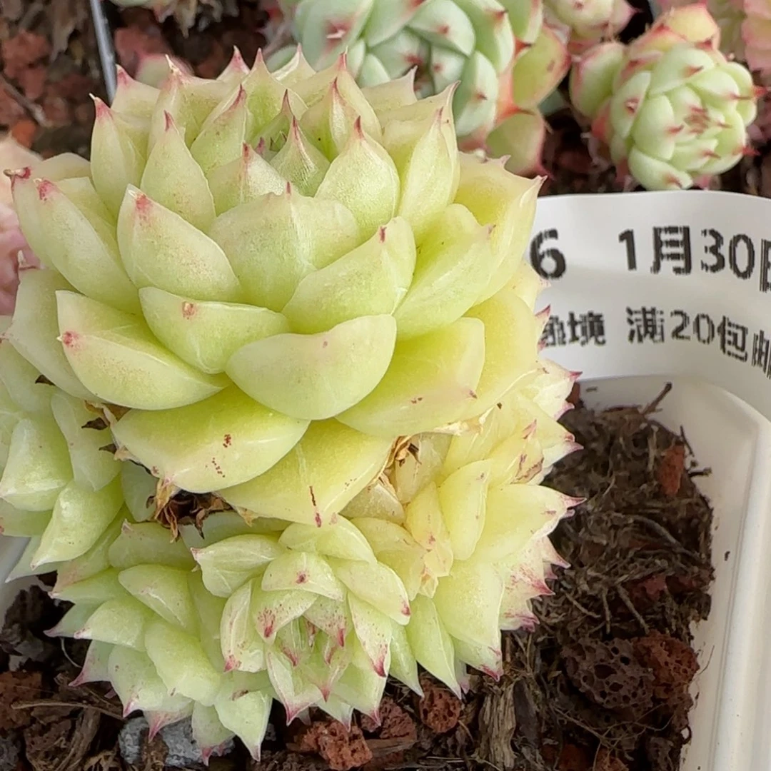 花语逸镜0130-516散