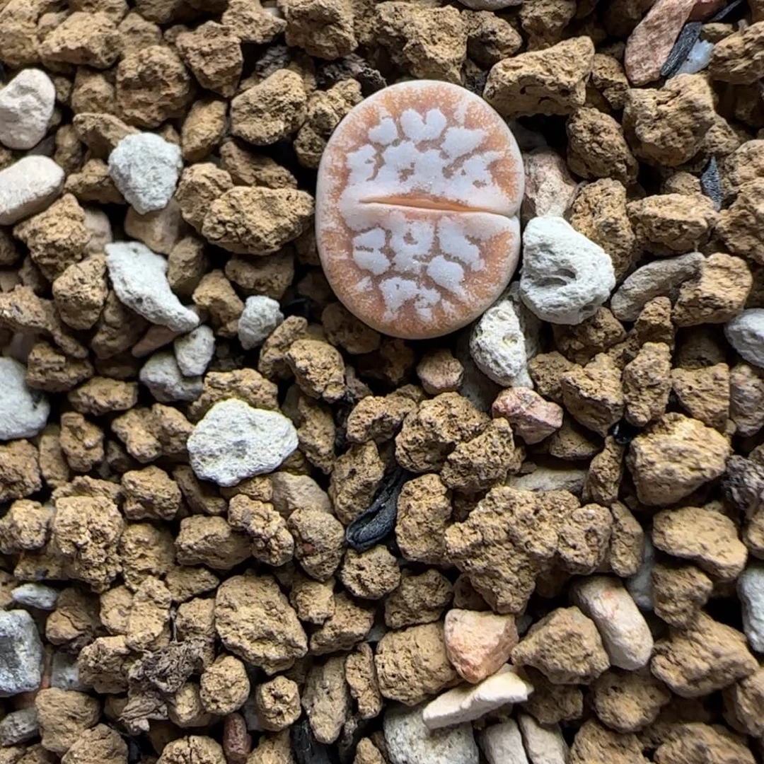 睫毛精生石花满30包邮发货