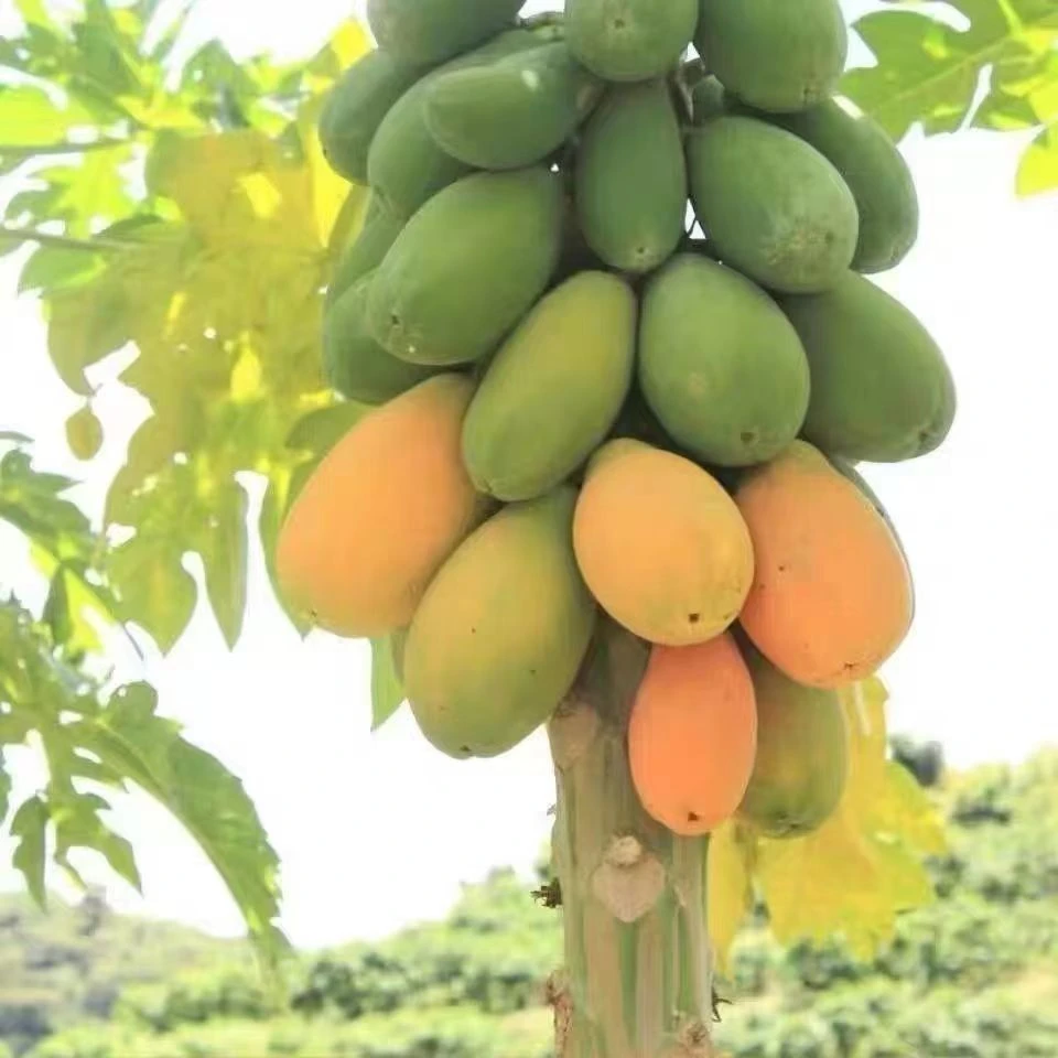 奶油木瓜种子薄皮冰糖心牛奶木瓜籽阳台庭院盆栽四季水果种子大全