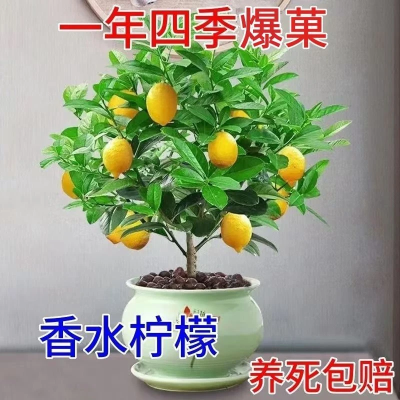 香水柠檬树盆栽树苗四季好养适合客厅阳台室内绿植