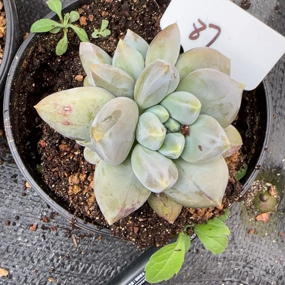 一物一拍海豚体哥特87