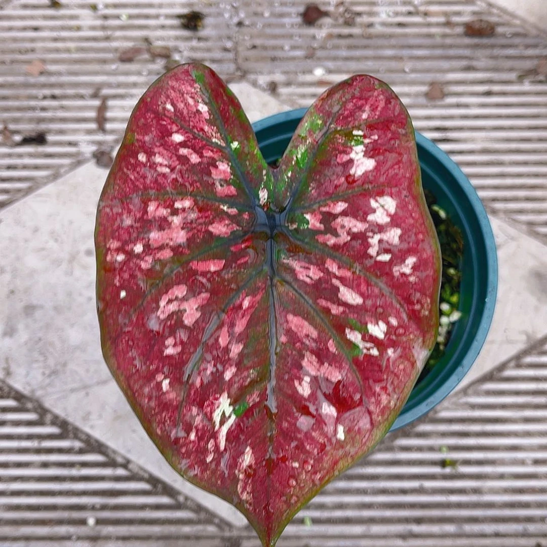 完全开放泰彩一物一拍526