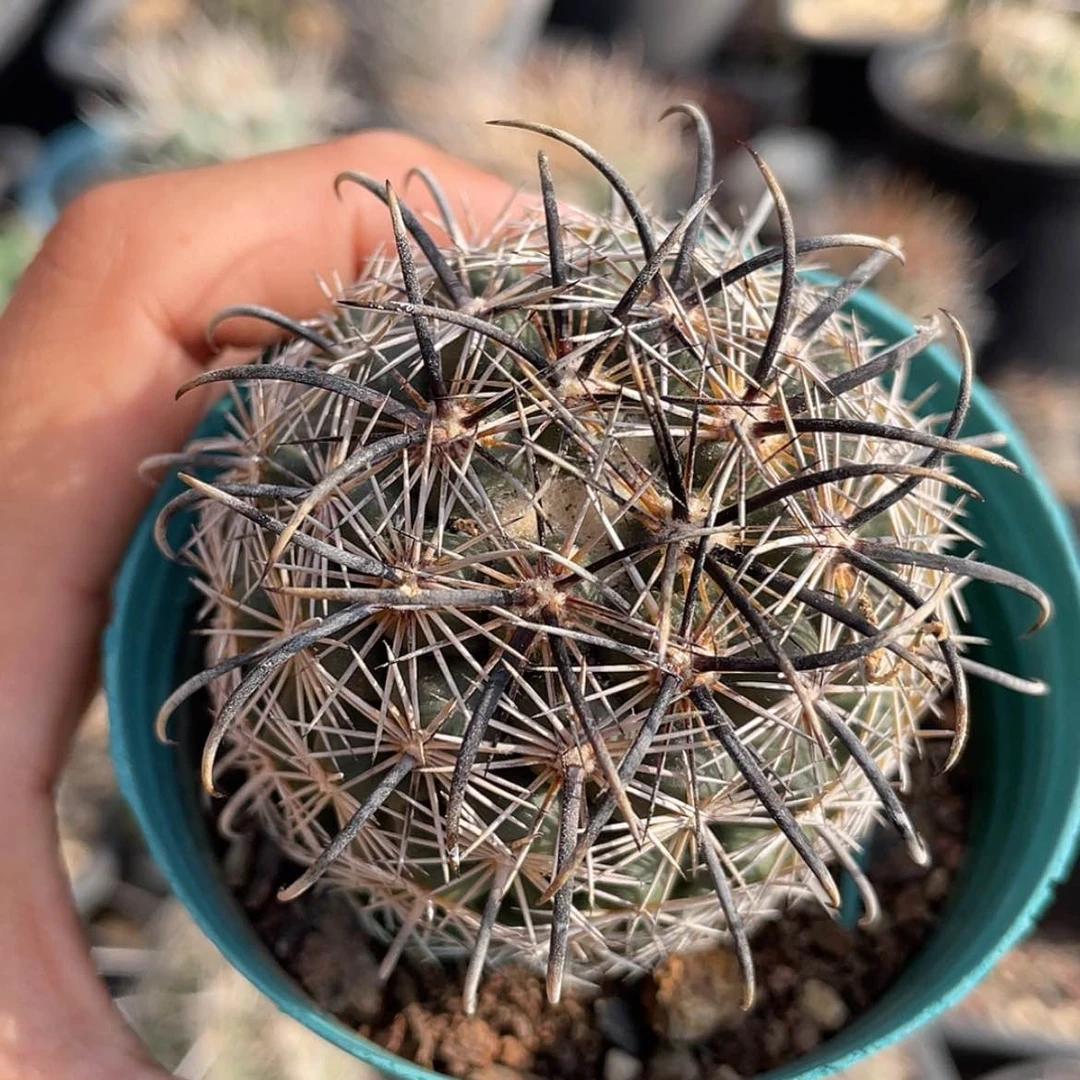 【闪购商品】凤舞养定根66666