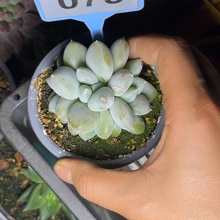 多肉植物胖体哥特075