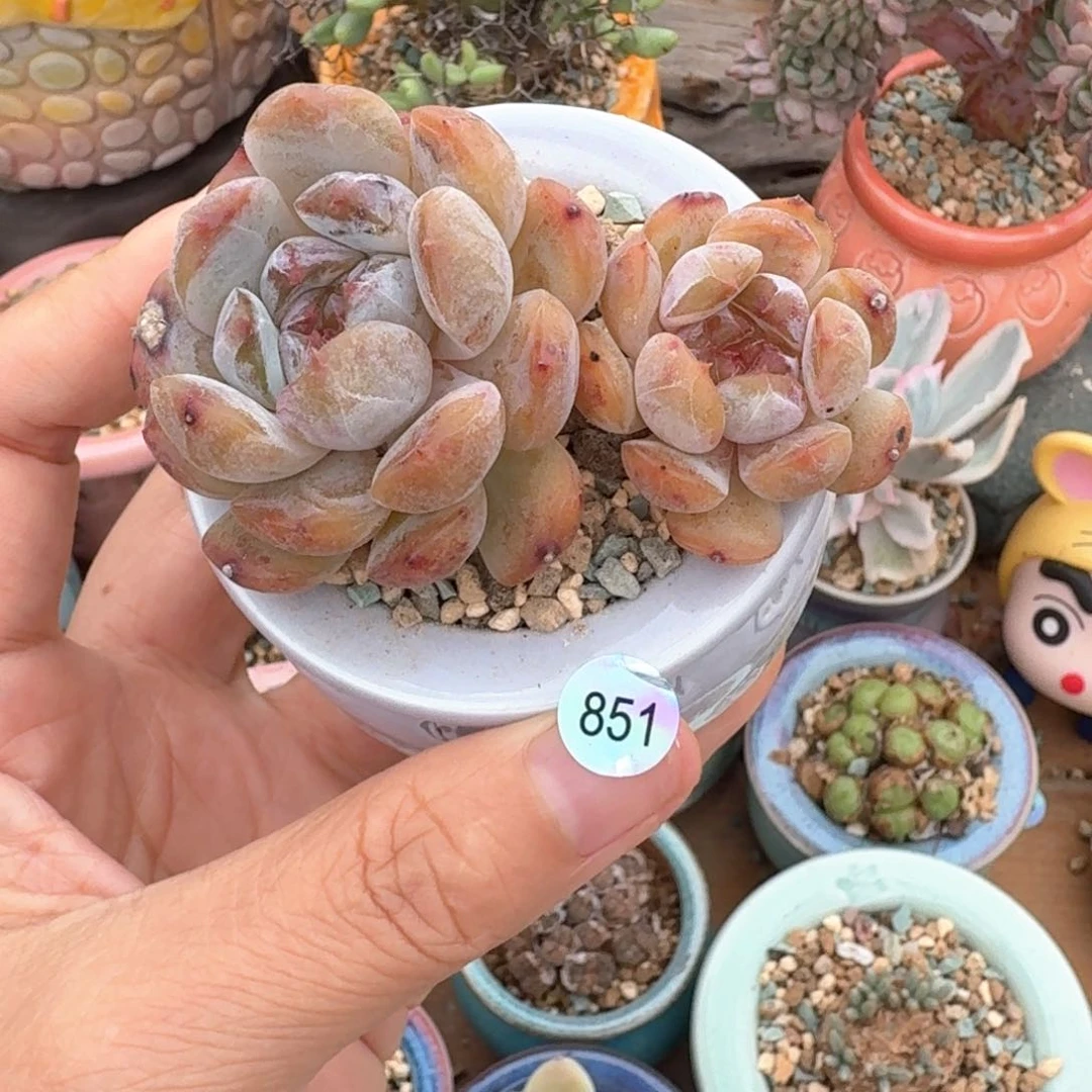 桃****多肉含盆土 30元包邮 ➗偏远地区851