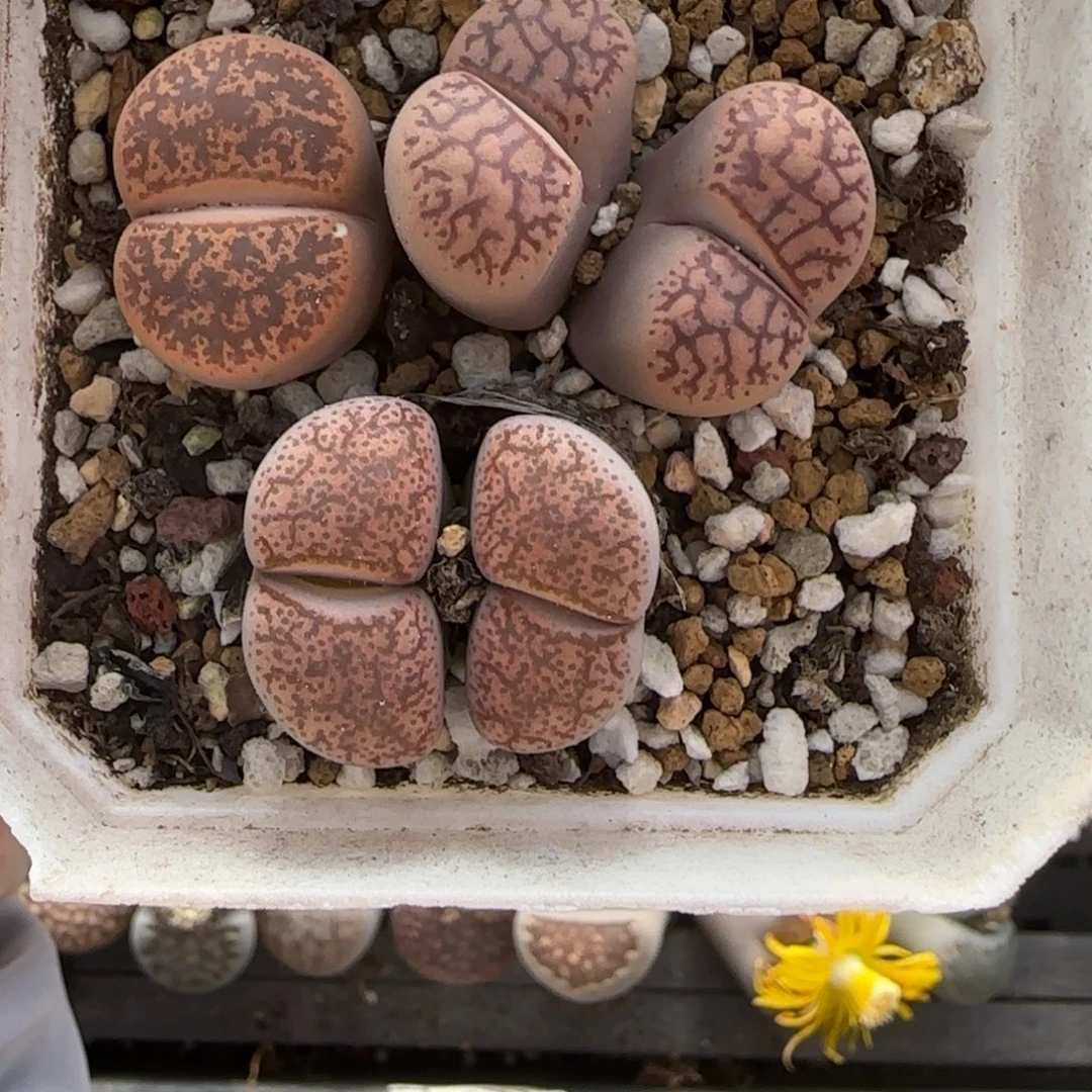 11.25。萌肉。彩颜玉。7060