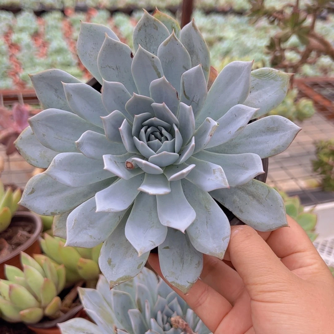 薄叶蓝鸟大单头老桩