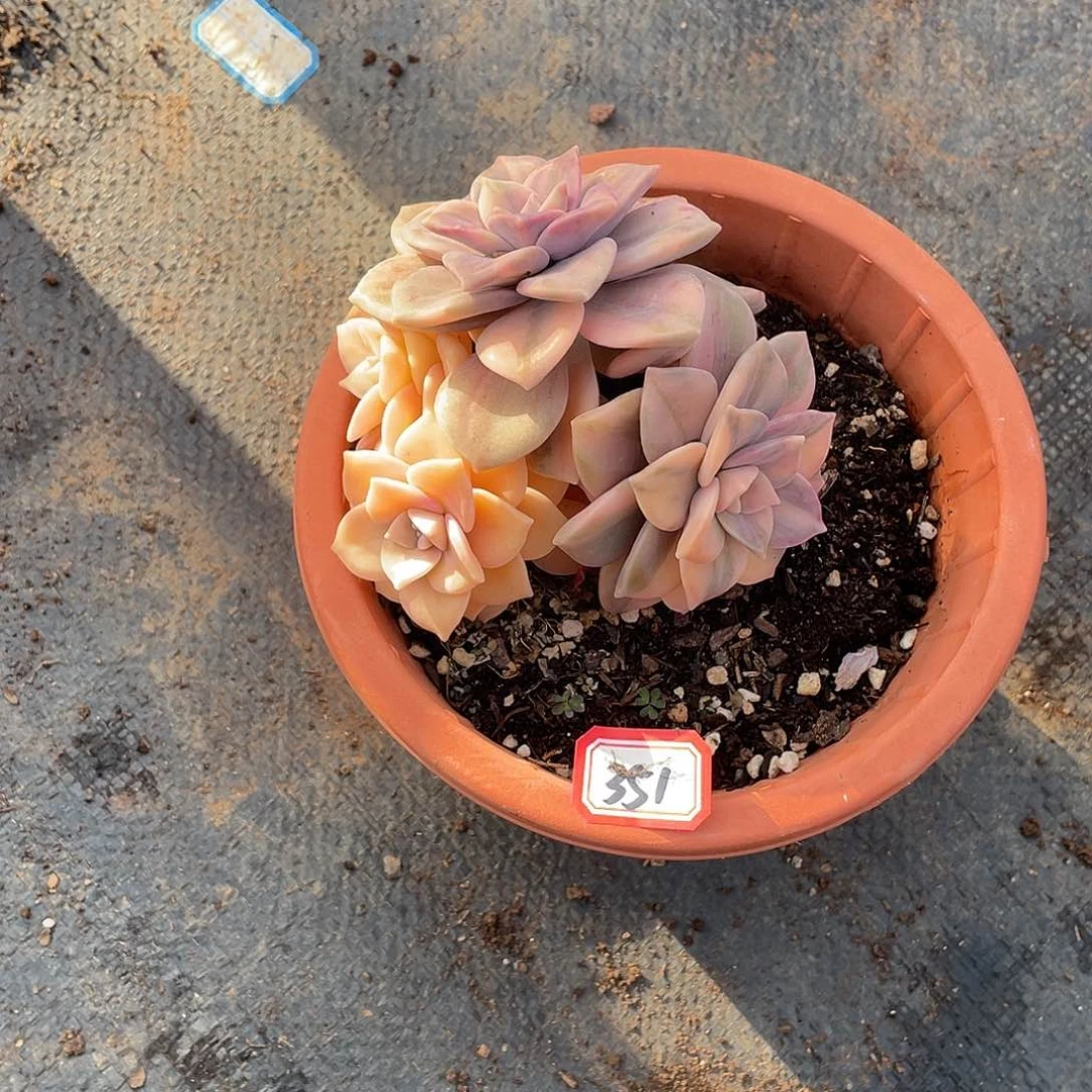 351紫乐锦一物一拍多肉