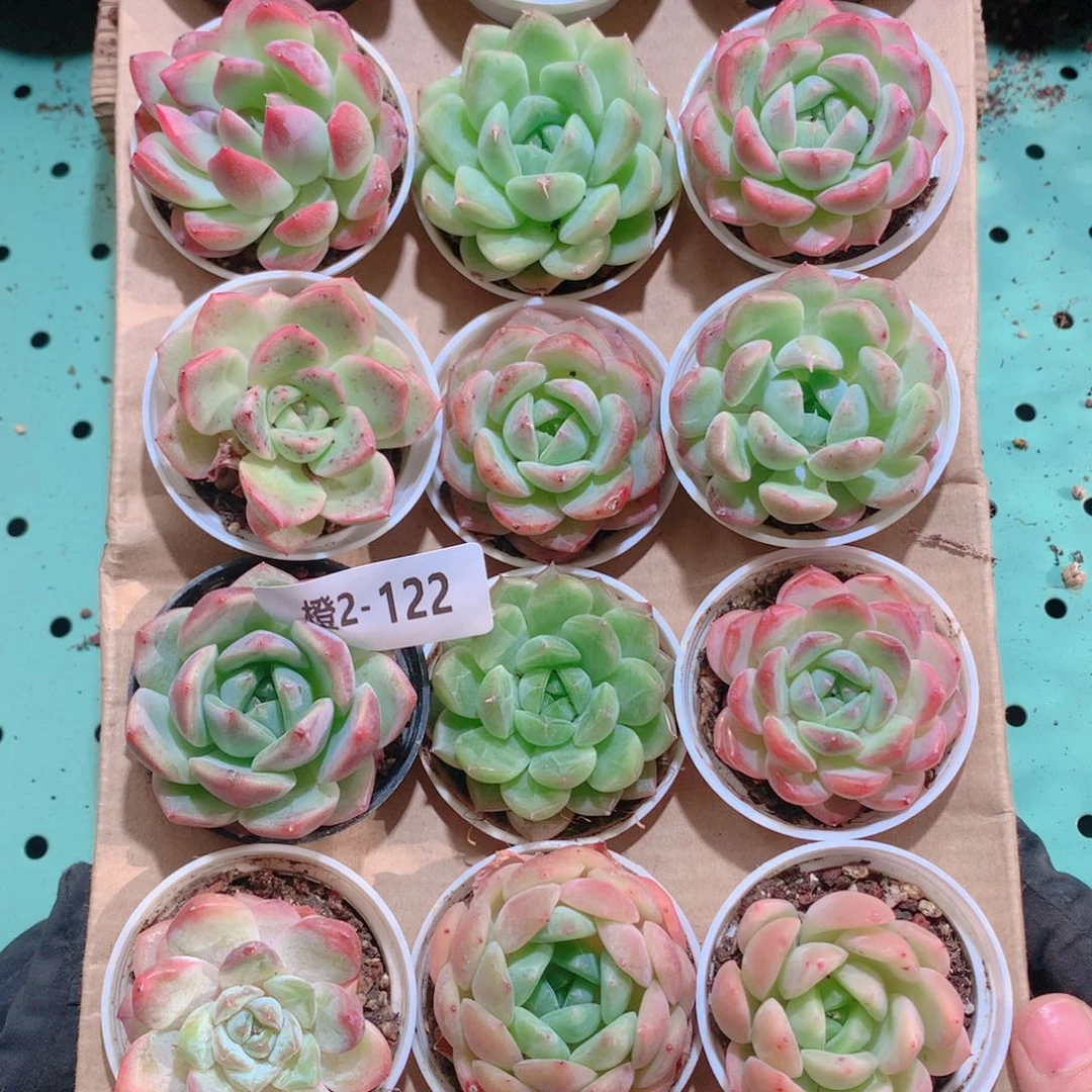 2-122一物一拍带盆18颗