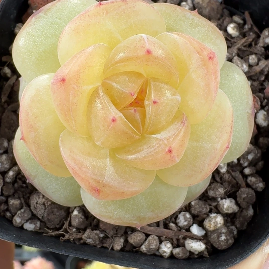 1226-25-0031单头一颗