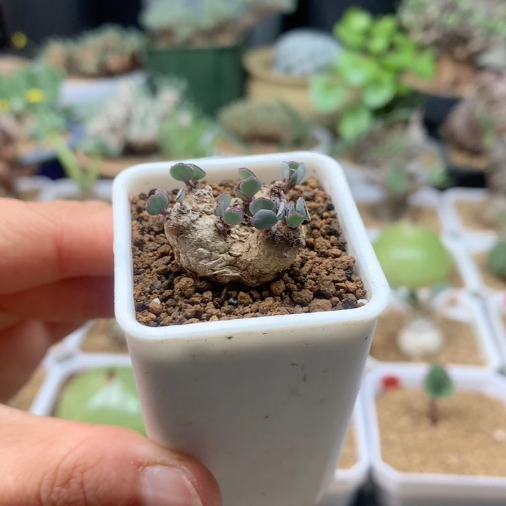 熔岩圆叶厚敦菊带盆