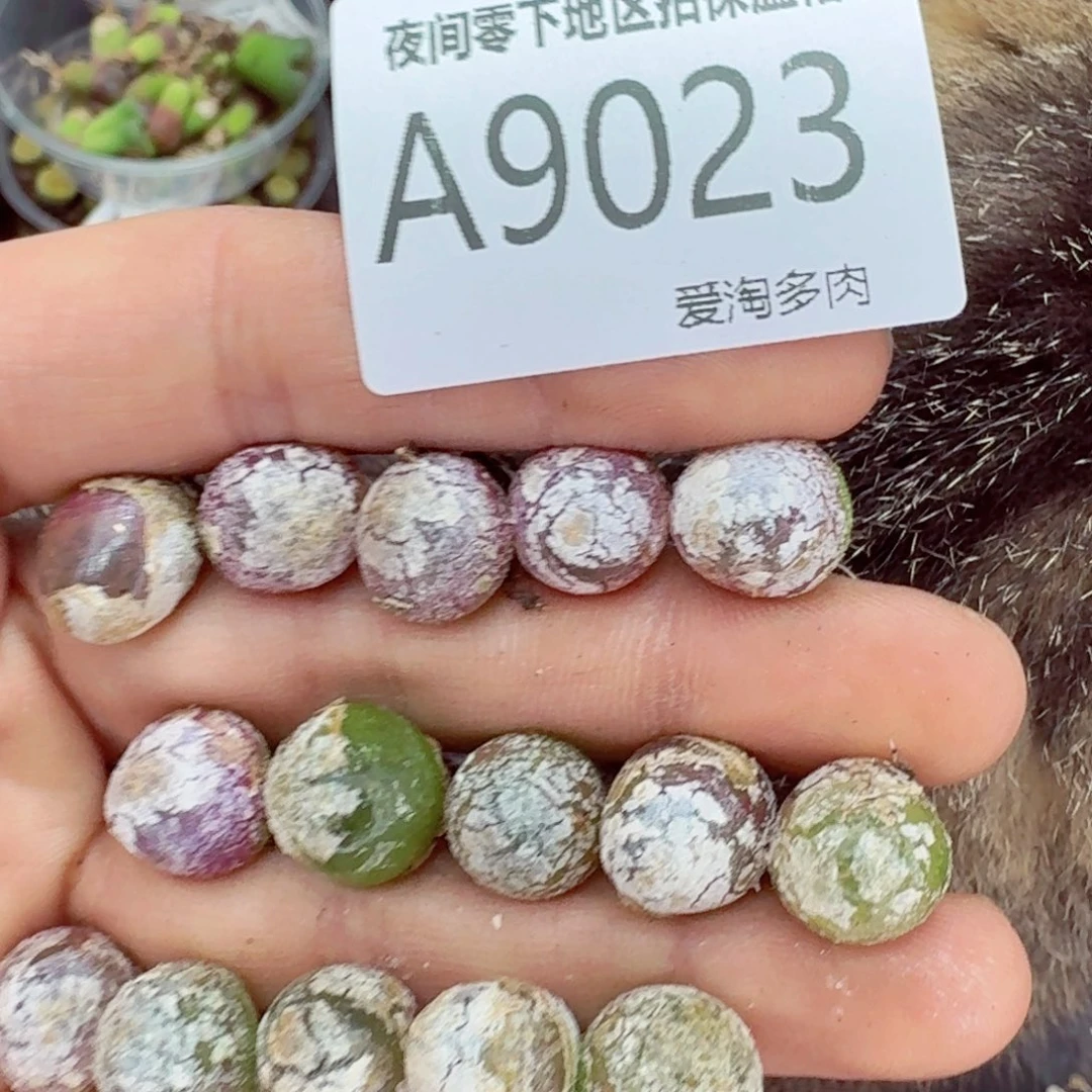 9023––零下地区需拍保温箱
