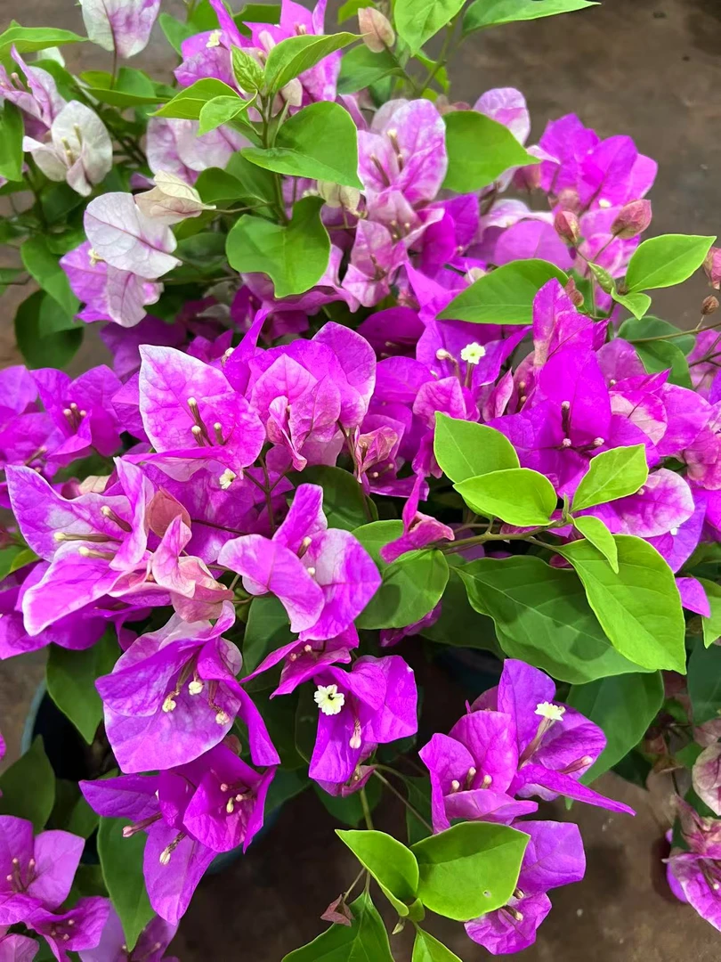 漳红樱三角梅凤仙花石楠花四季开花好养易活阮迪慧