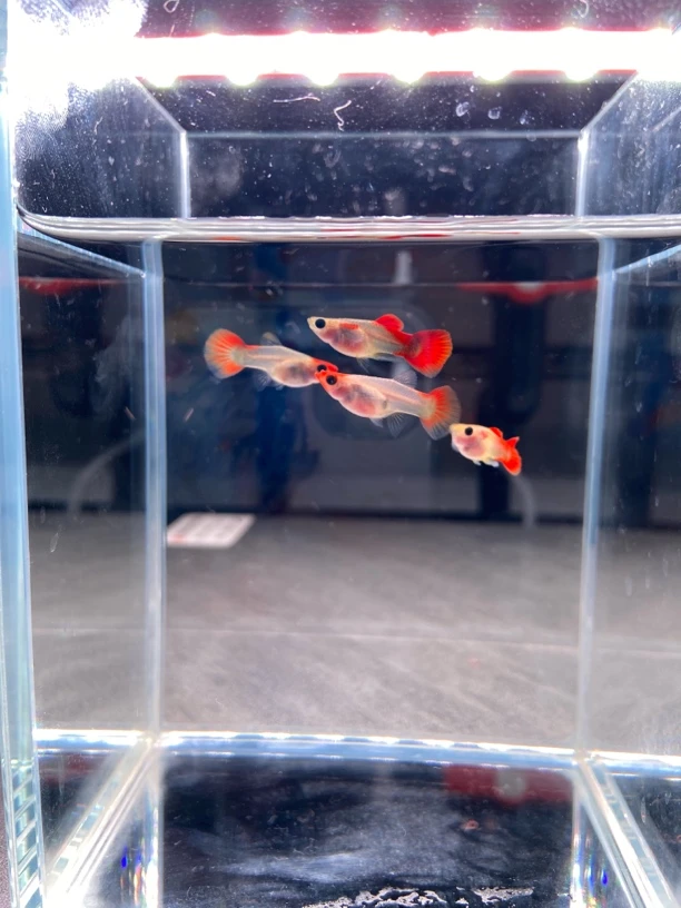 红头玻璃猫球（录完整开箱视频，无视频无售后，入缸不包损）