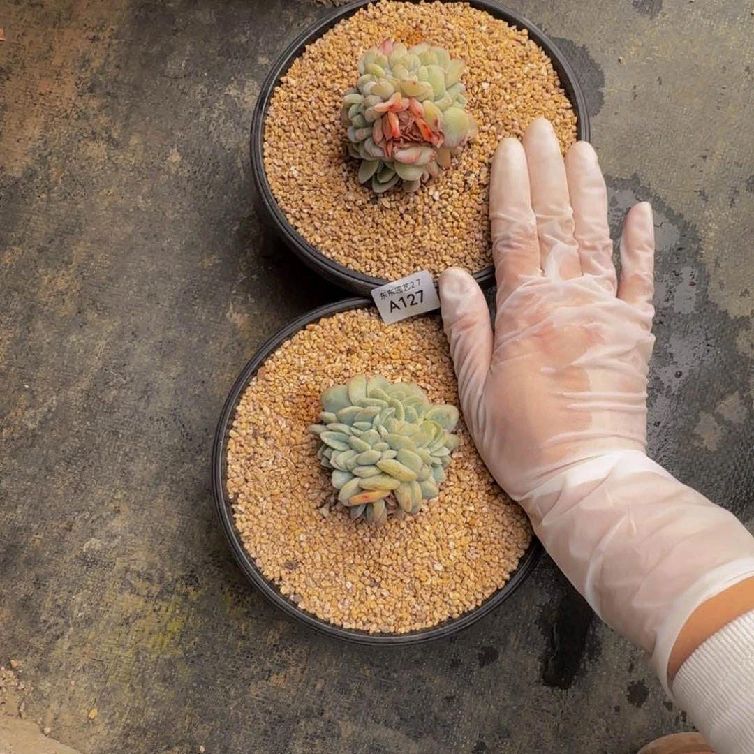 银****阳a a a a a a a a a 127