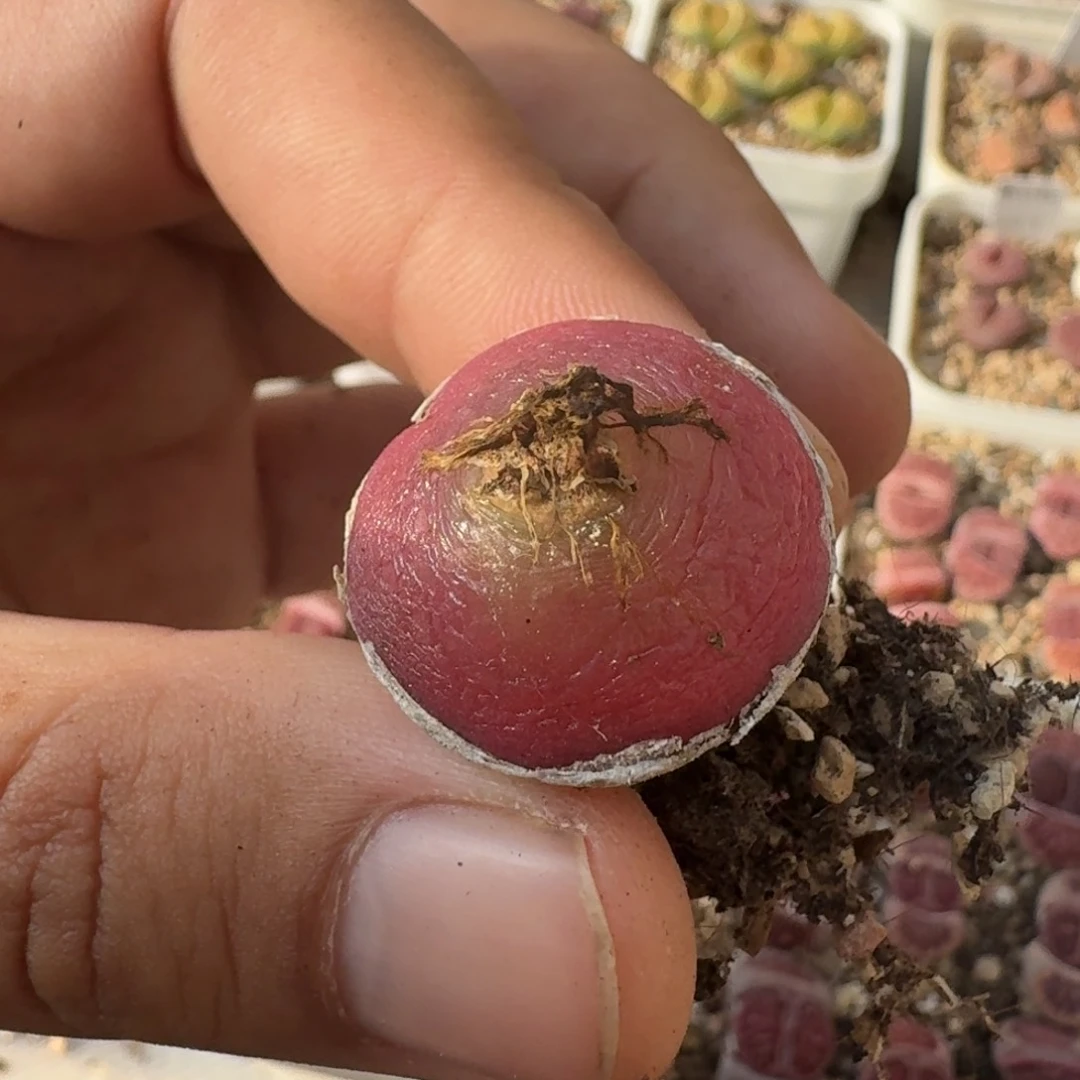 G171五年或七年干养灯泡母本