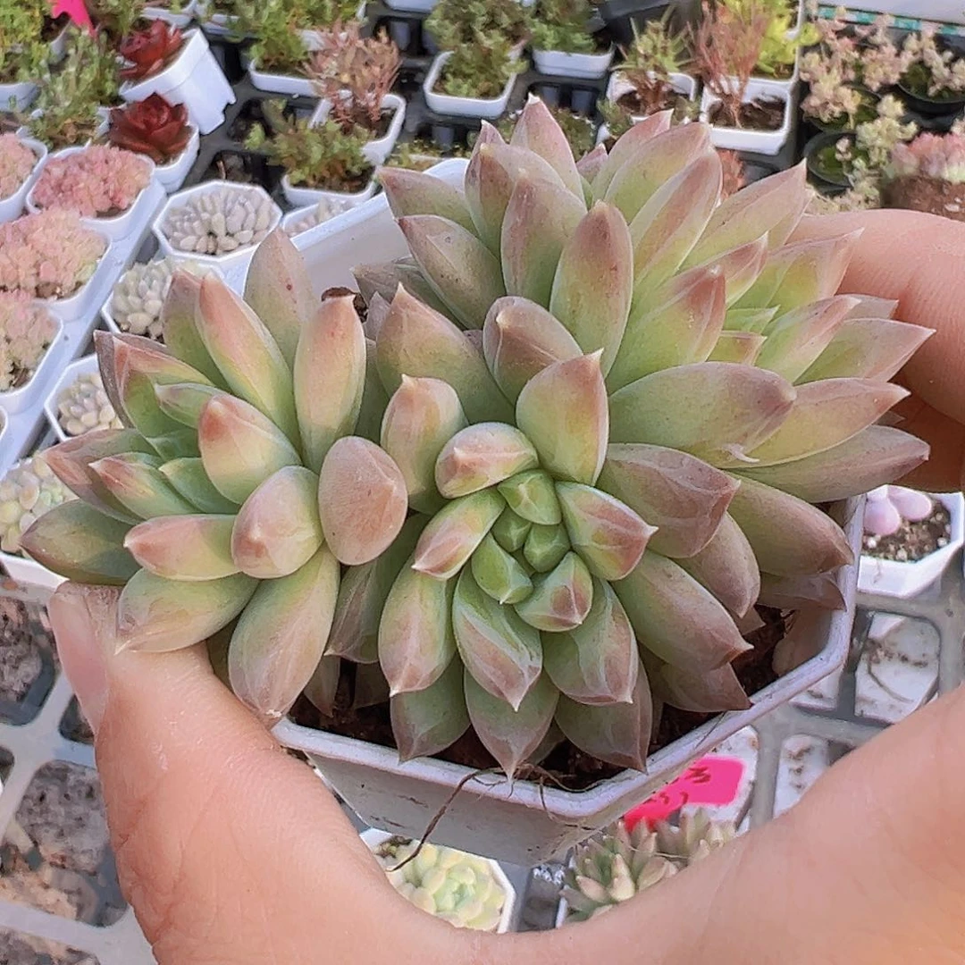 雨花石群19包邮多肉