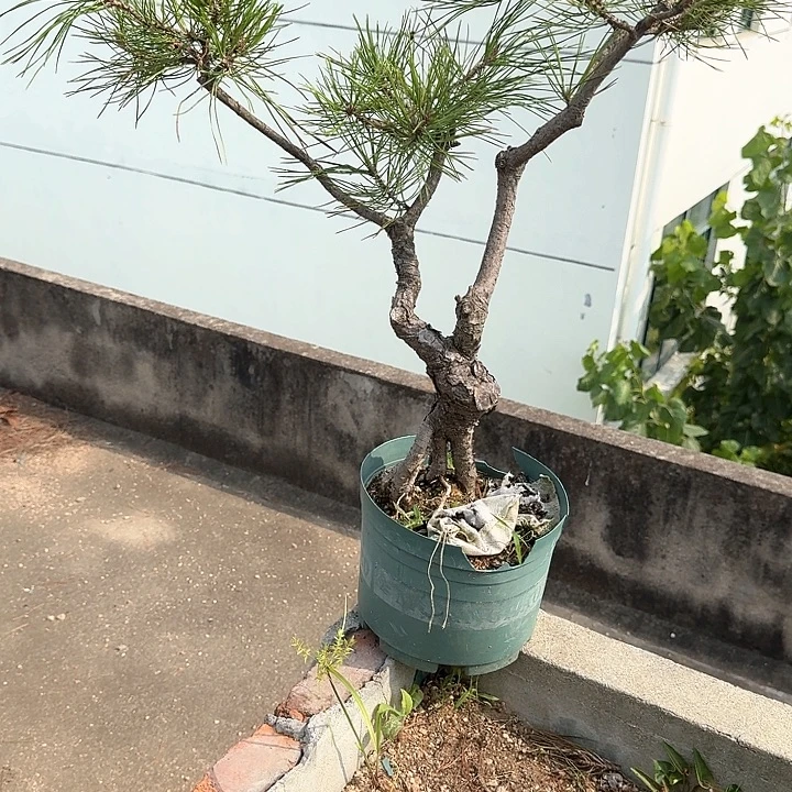 凌***云无花朵盆栽植物黄山盆景