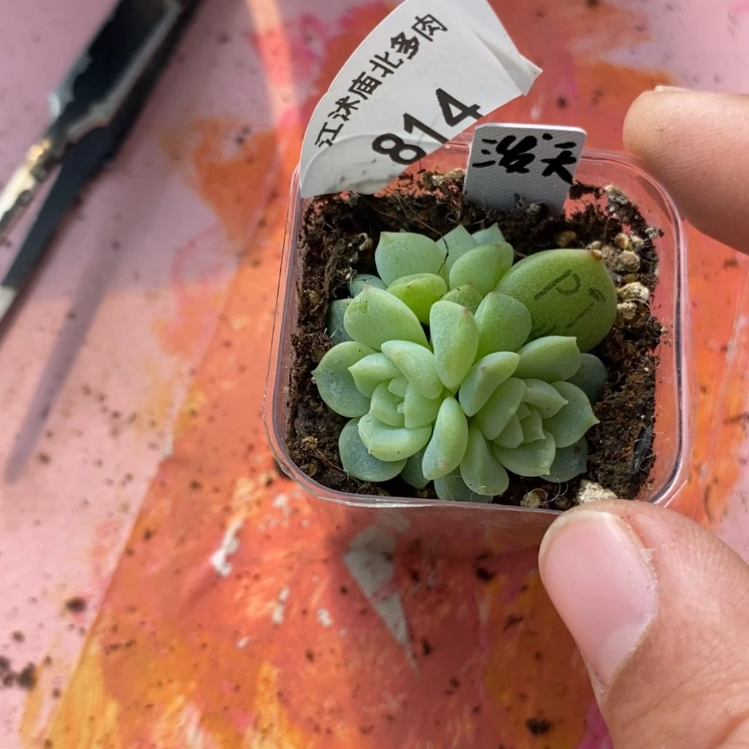 标签814泼天财富一个多肉