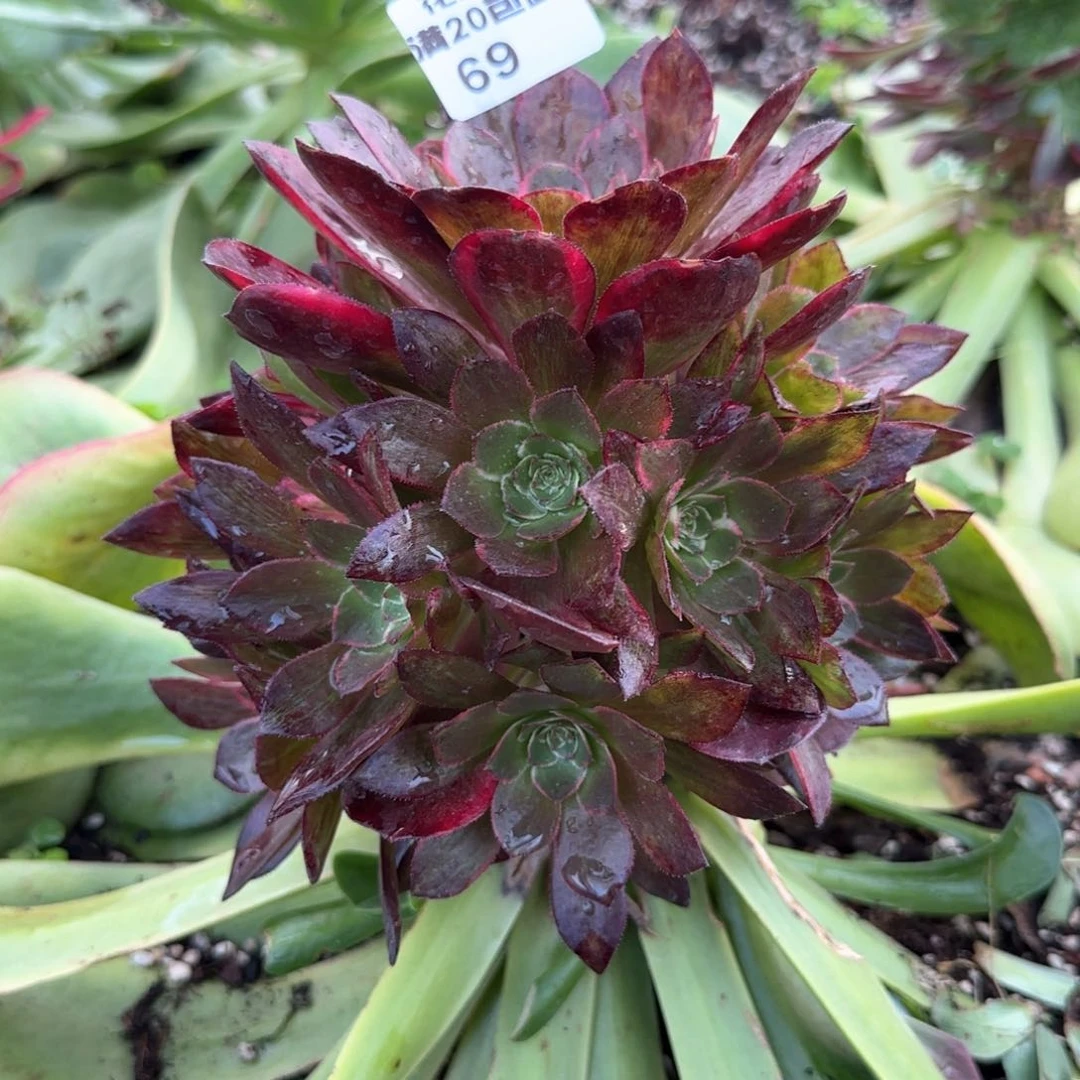 倾城之恋法师69号