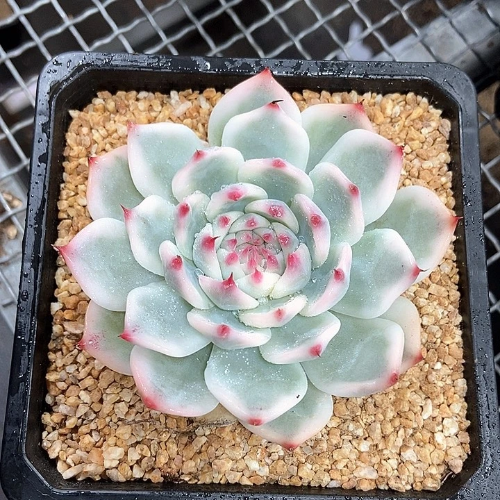 陌***莫吉娃娃锦多肉植物