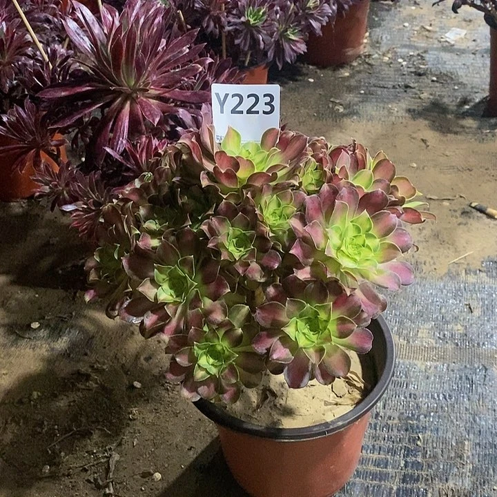 用****7绍华223。