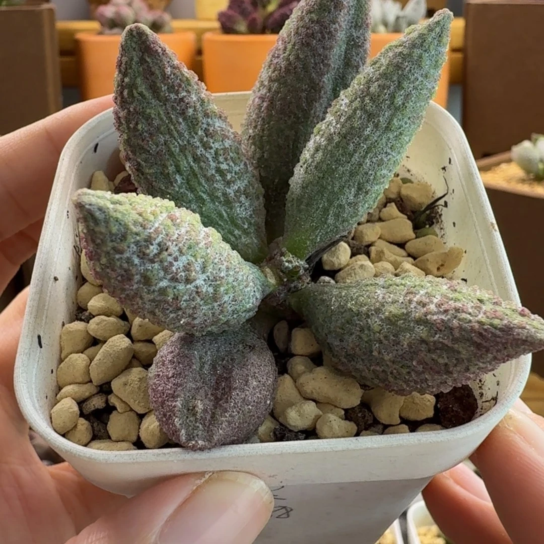 实生水泡多肉肉肉