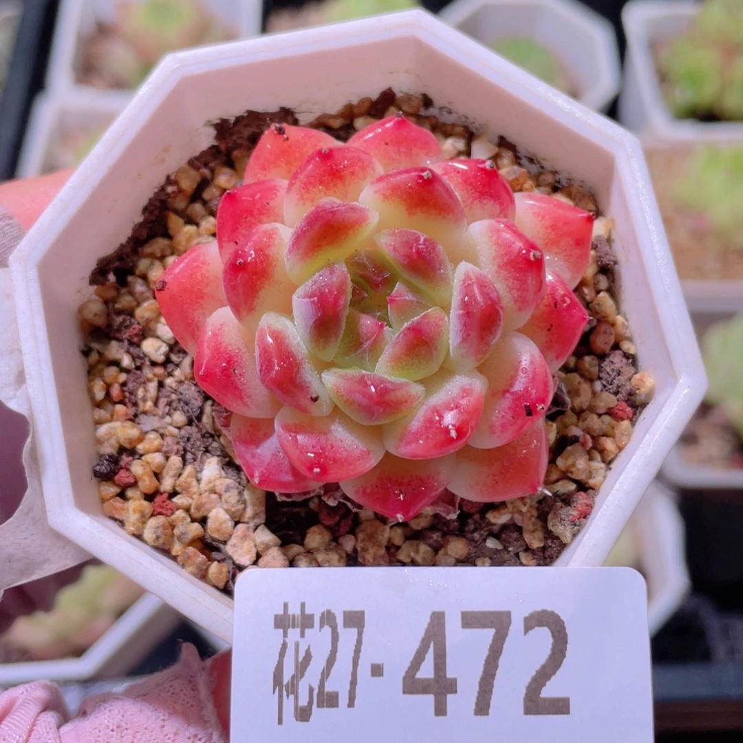 花利美27-472秘境冰魄