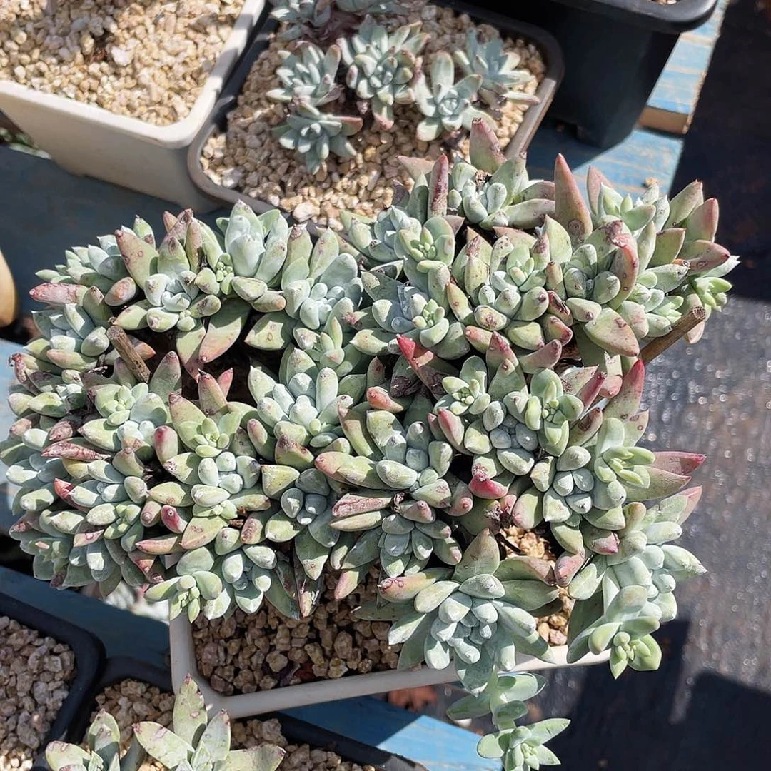 豆豆老桩多头1590