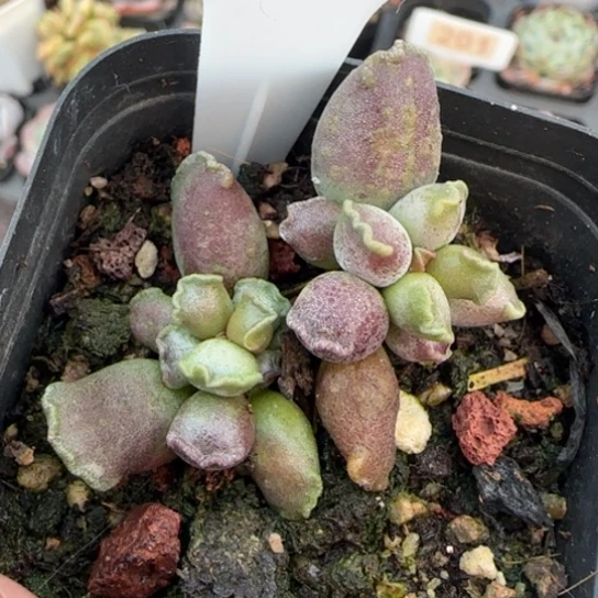 390艺姬海豹多肉植物多