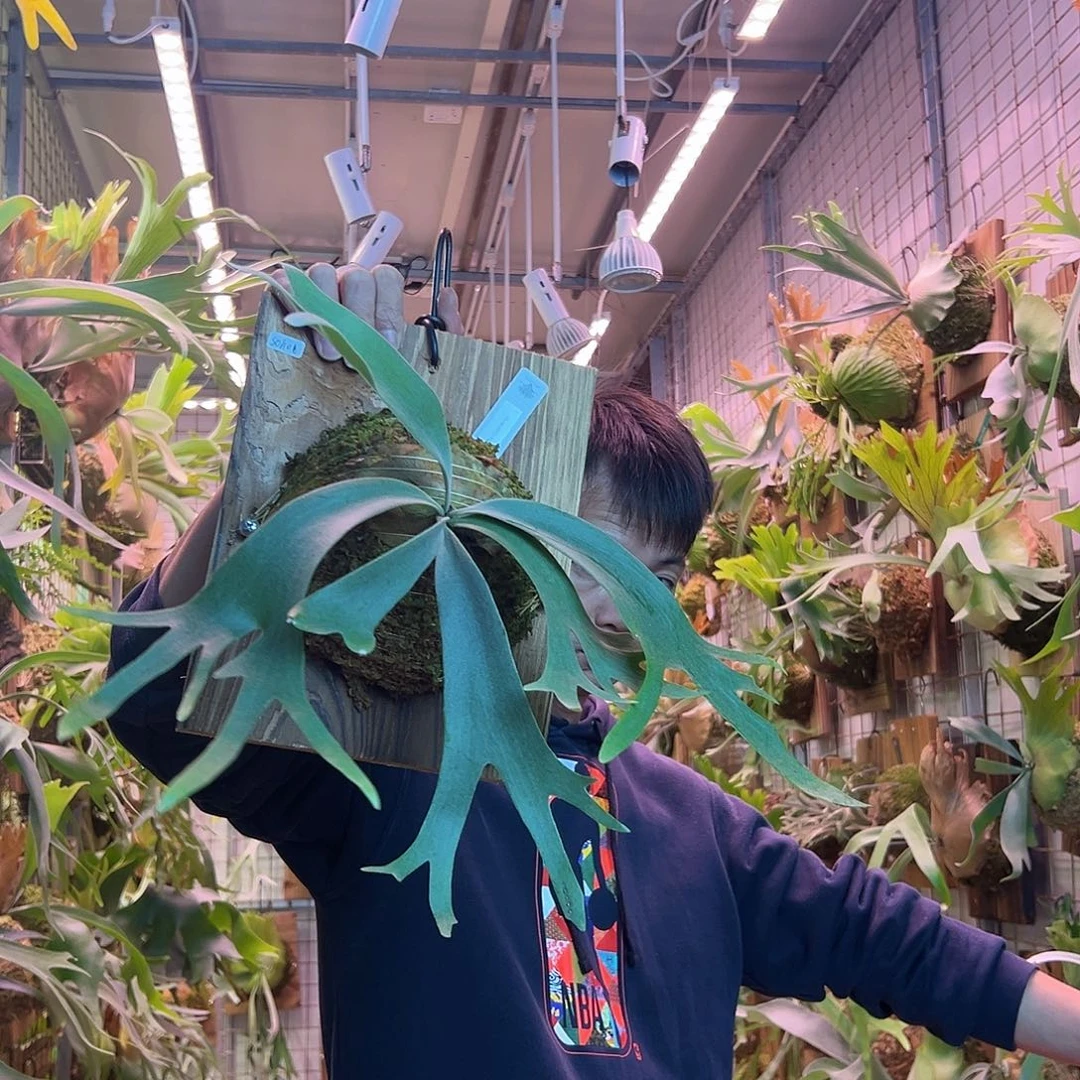 无花朵一soho。  a32