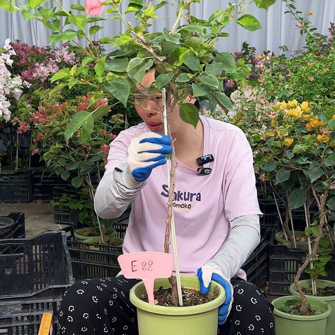 紫***潇大部分花苞少量开放E88暗夕
