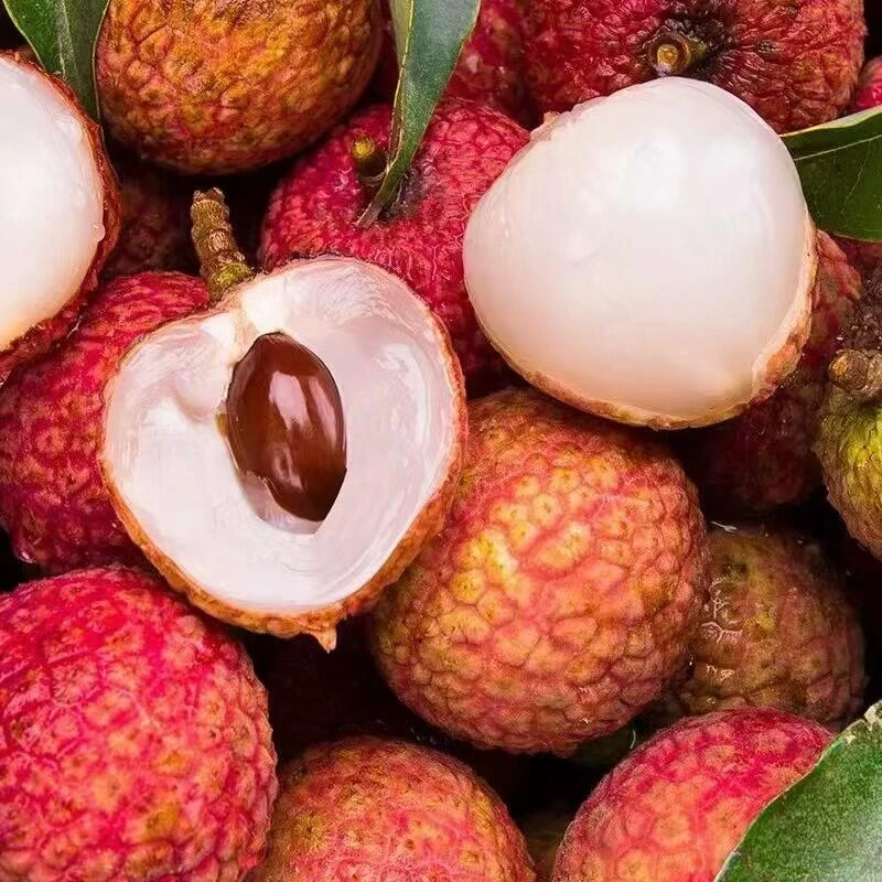 【顺丰冷链次日达】广东茂名白糖罂荔枝当季新鲜水果老树鲜采荔枝同城送