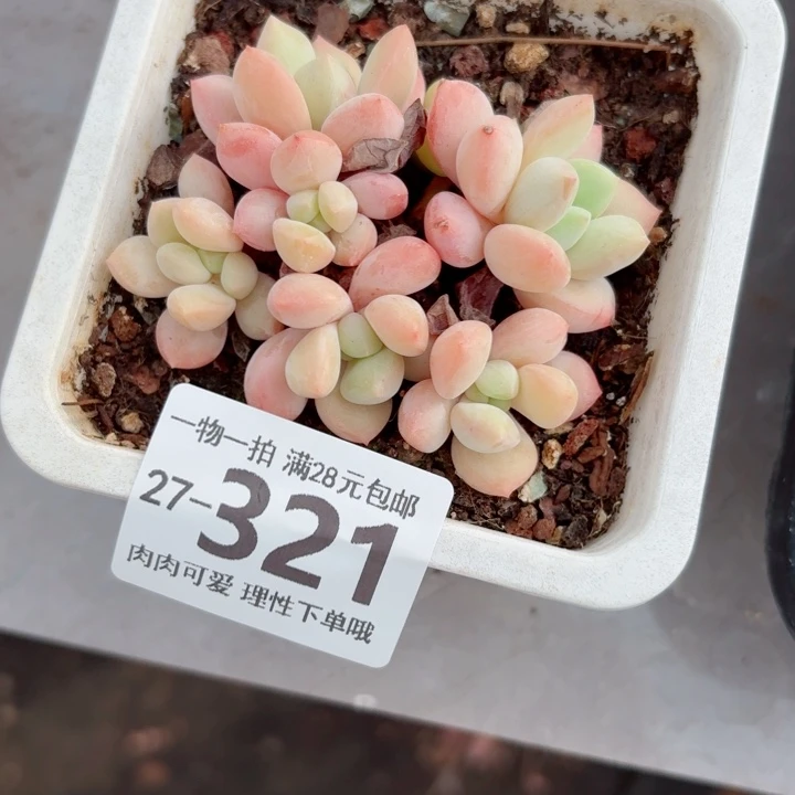 拉丝雨无盆土发货无