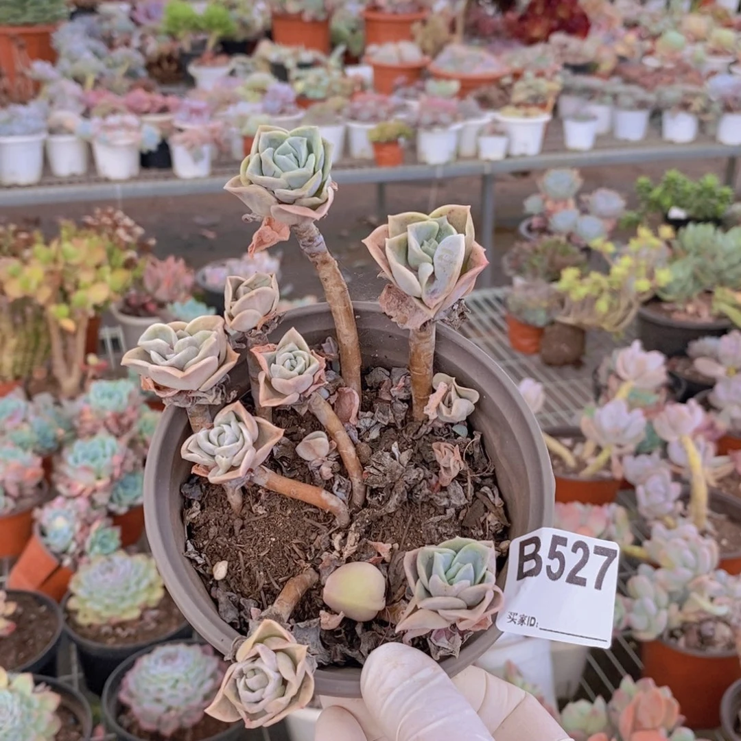 527可爱玫瑰一物一拍