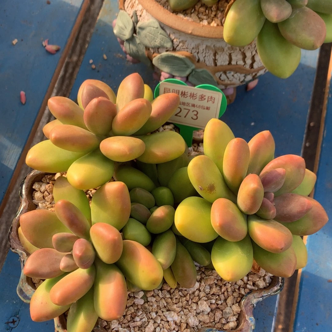 芒果奶福利17公分273