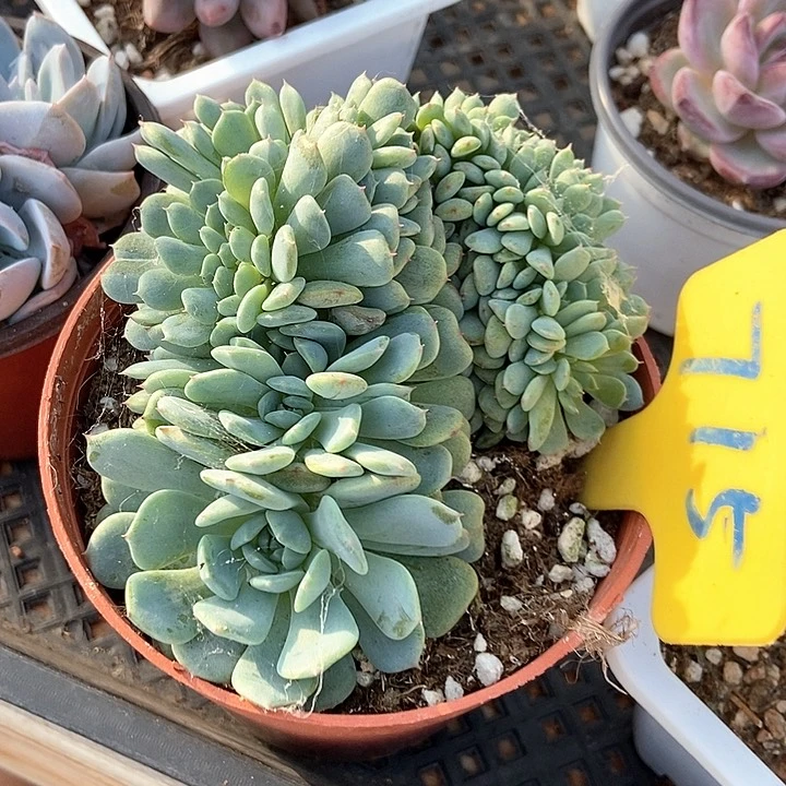 多肉植物白胖子缀715