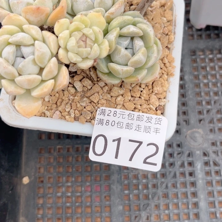 杨***洋大0172ghjjjjjjkkkkkk