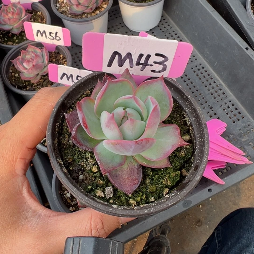 普**人M43惊鸿单头多肉