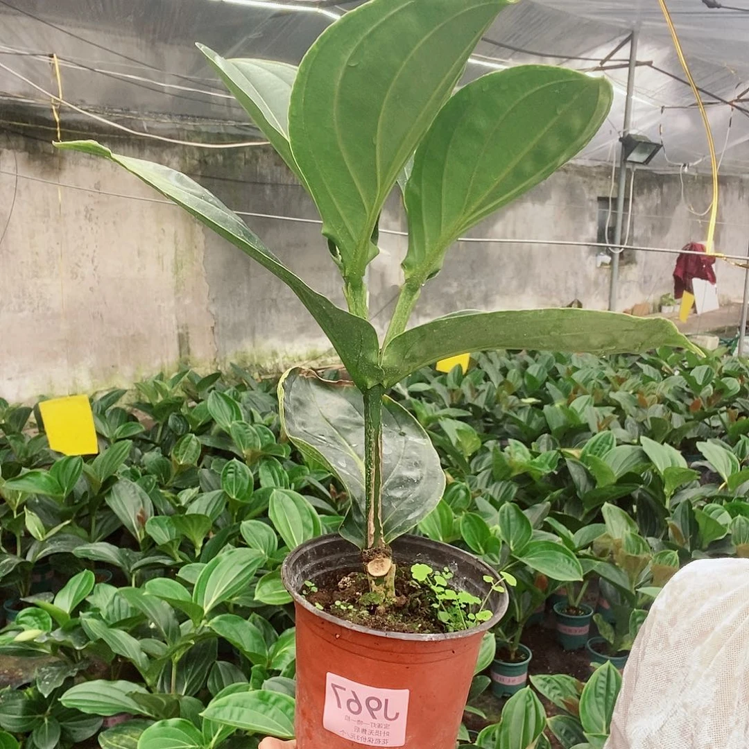 无花朵j****h木本花卉967牛血红