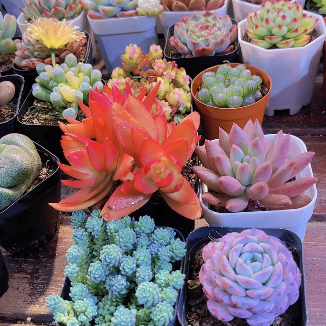 如图4盆带盆土土111111111