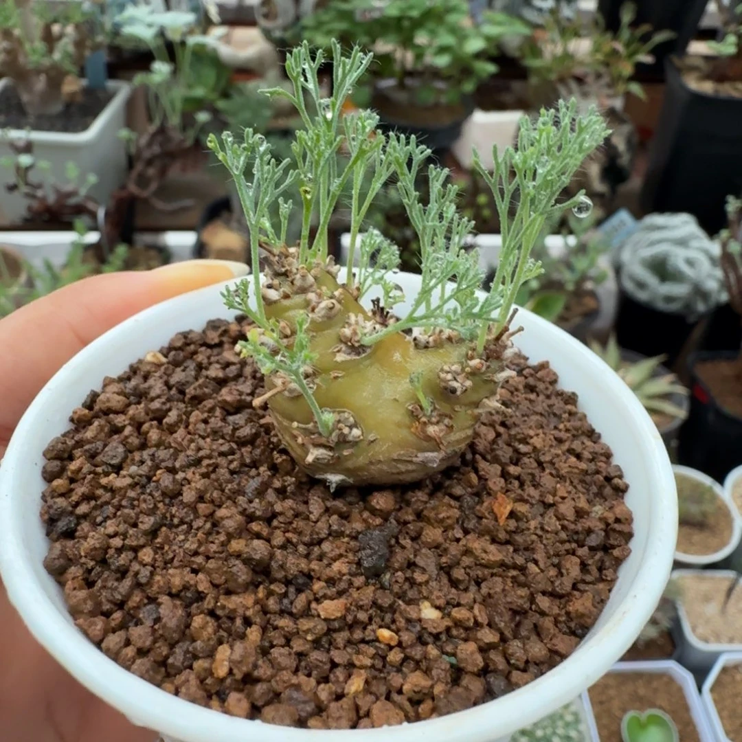 白皮月界778仙人掌