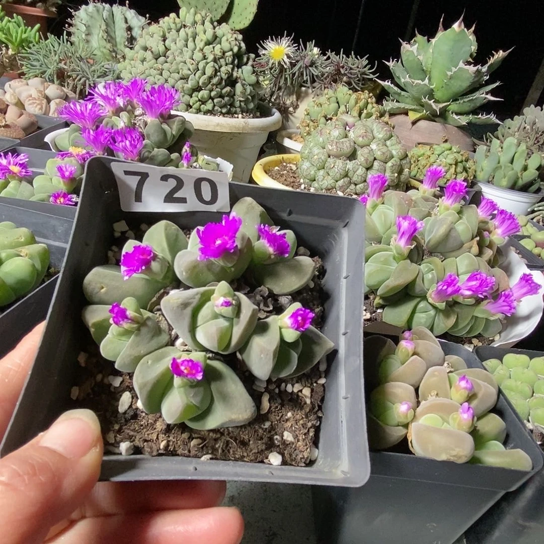 生石花一物一拍720