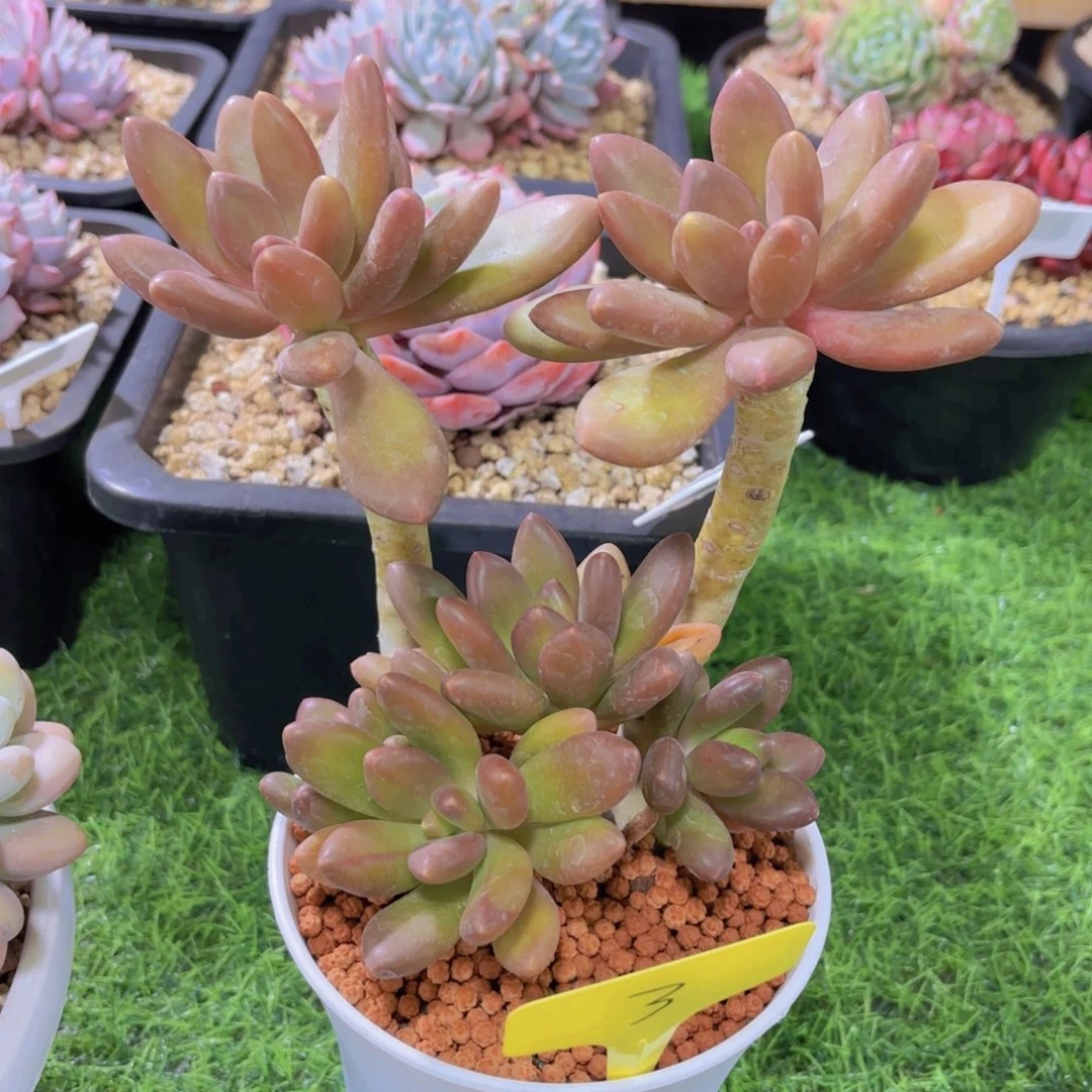 s***h我的小可爱们都好可爱