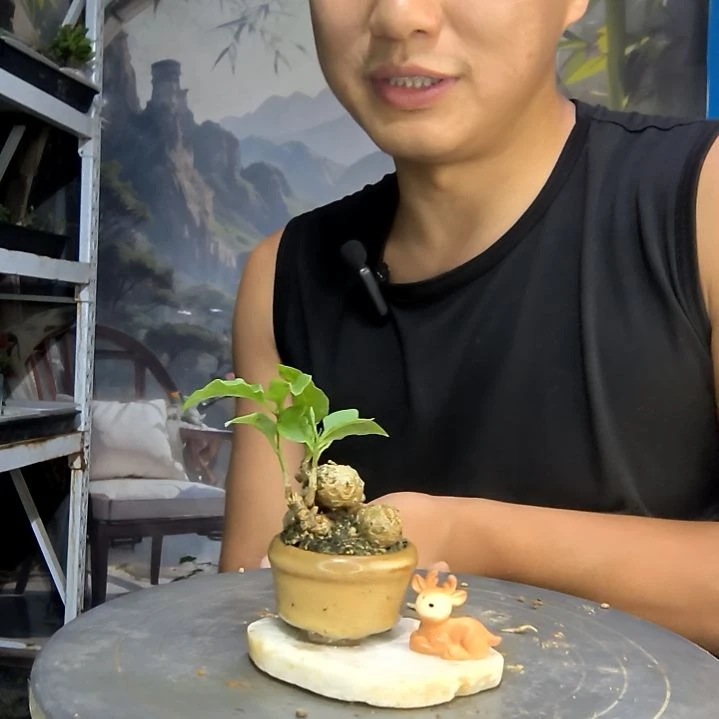 乔**姐中青园艺一物一拍268